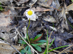 Allittia uliginosa