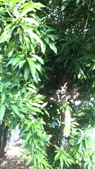 Mangifera indica