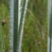 Hairy Bluestem - Photo (c) Jay Horn, some rights reserved (CC BY), uploaded by Jay Horn
