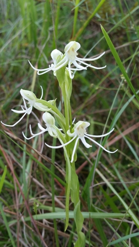 Image of Habenaria quinqueseta by (c) Jay Horn, some rights reserved (CC BY)