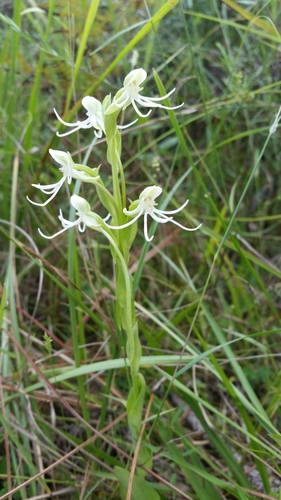 Image of Habenaria quinqueseta by (c) Jay Horn, some rights reserved (CC BY)
