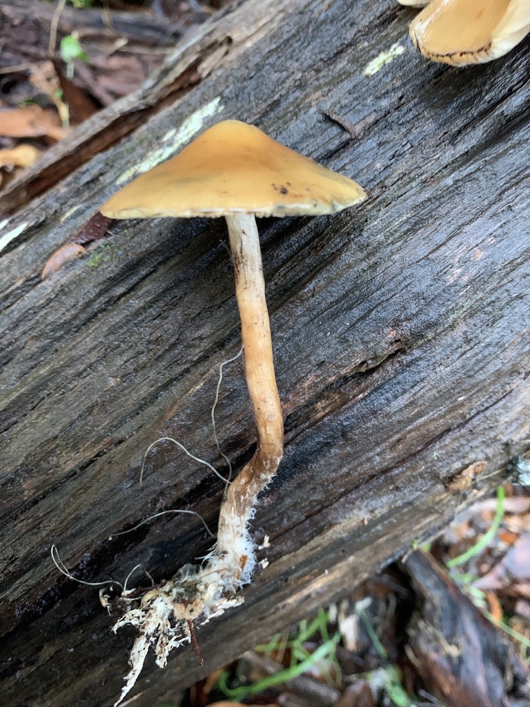 Psilocybe subaeruginosa · June 2025 · photo: © yung_bojangles (iNaturalist, cc0)