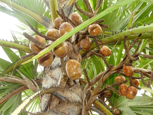 doum palm