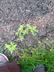 Oxybasis glauca glauca