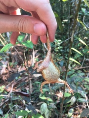 Rhinella castaneotica