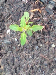 Oxybasis glauca glauca