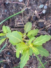 Oxybasis glauca glauca