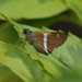 Corusca Skipper - Photo (c) David Foster, some rights reserved (CC BY-NC-ND), uploaded by David Foster