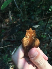 Rhinella castaneotica