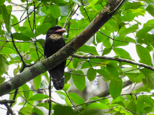 Dusky Broadbill (Corydon sumatranus), photo 5