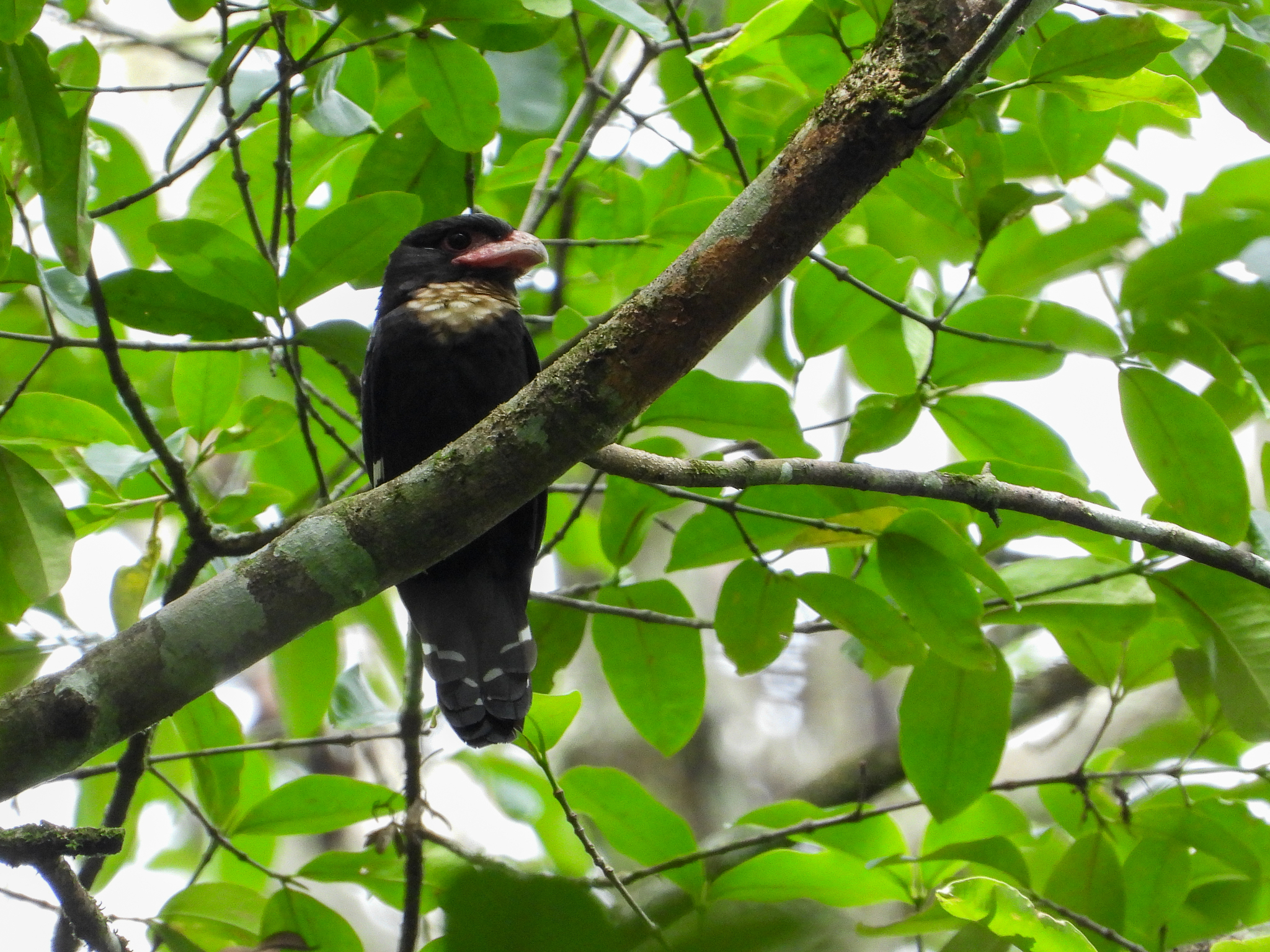Dusky Broadbill (Corydon sumatranus), photo 5