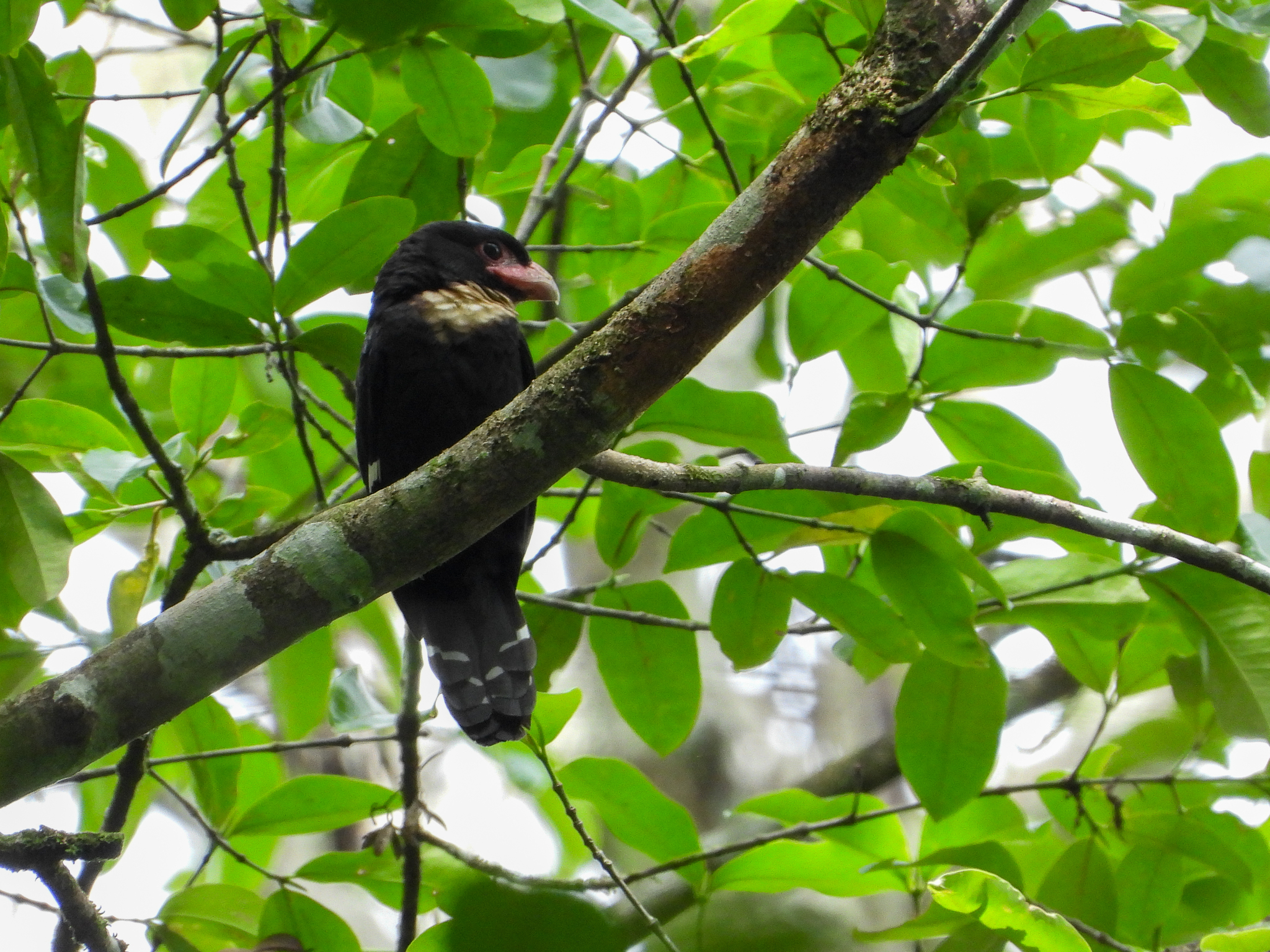 Dusky Broadbill (Corydon sumatranus), photo 6