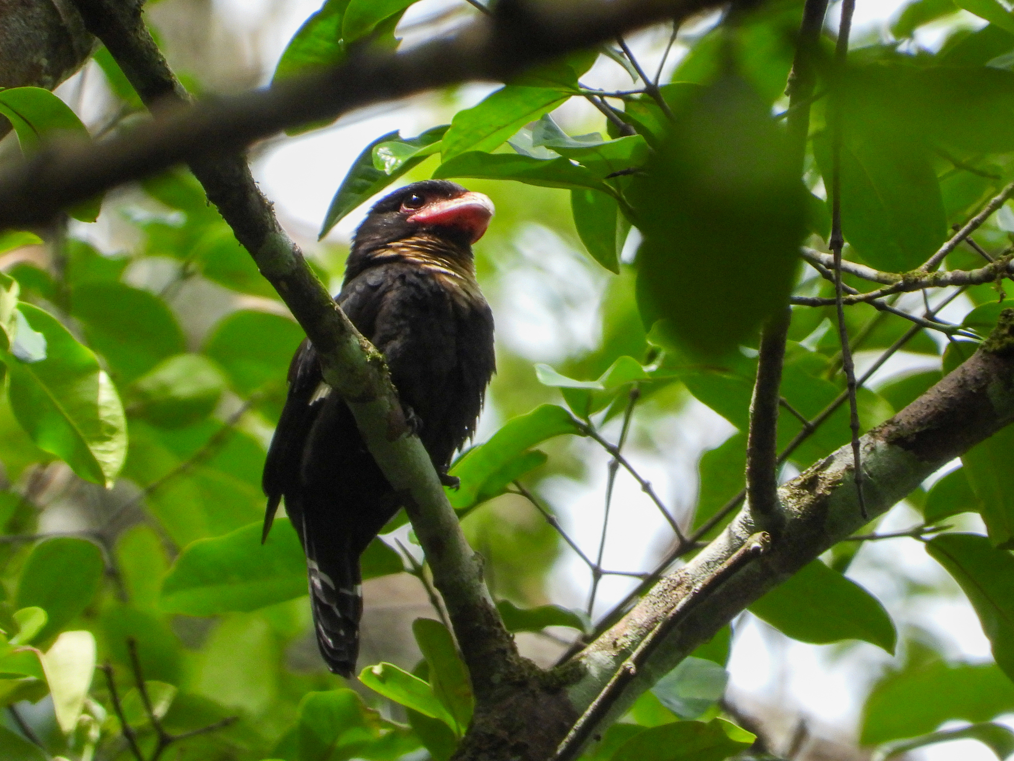 Dusky Broadbill (Corydon sumatranus), photo 4