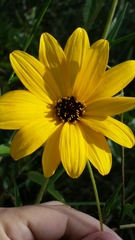Helianthus agrestis