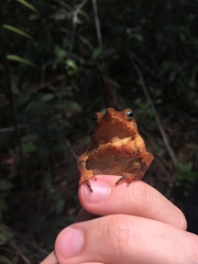 Rhinella castaneotica