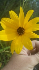 Helianthus agrestis