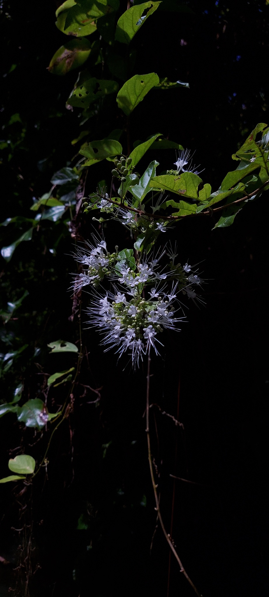 Glossocarya siamensis — ảnh 2