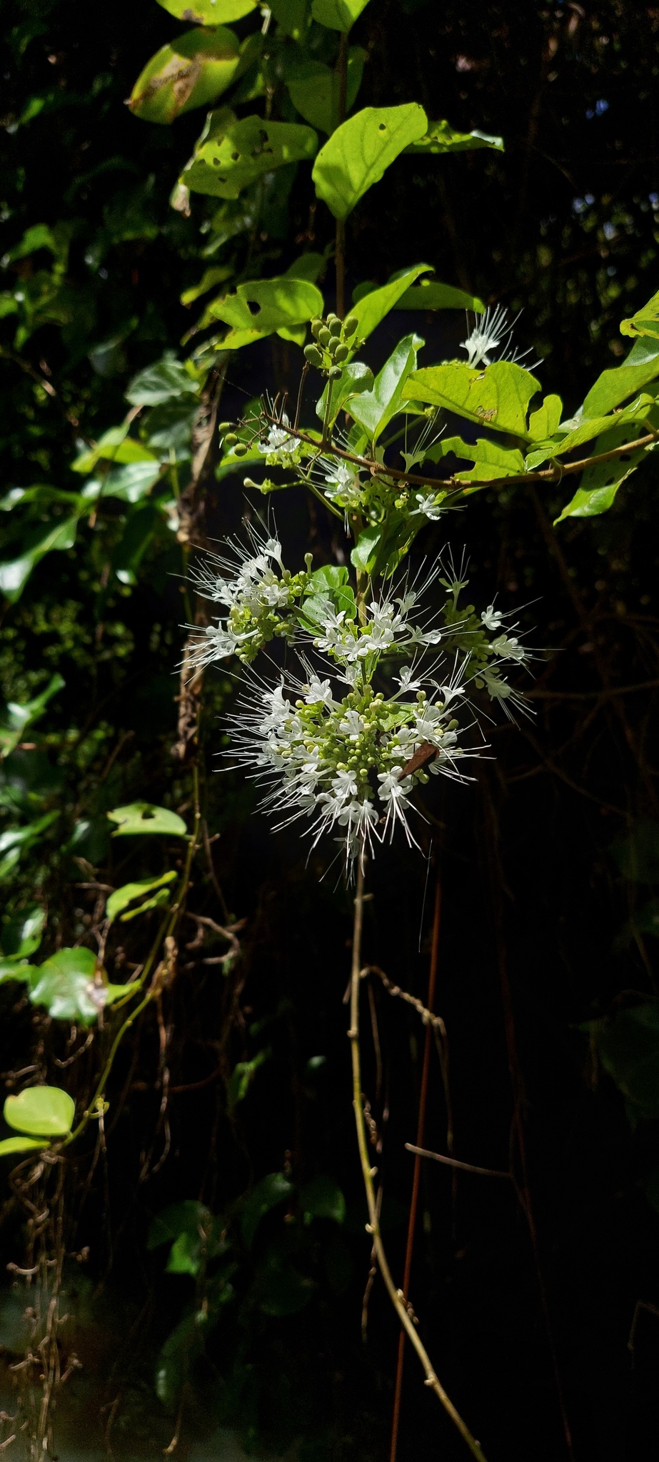Glossocarya siamensis (Glossocarya siamensis)
