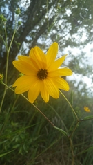Helianthus agrestis