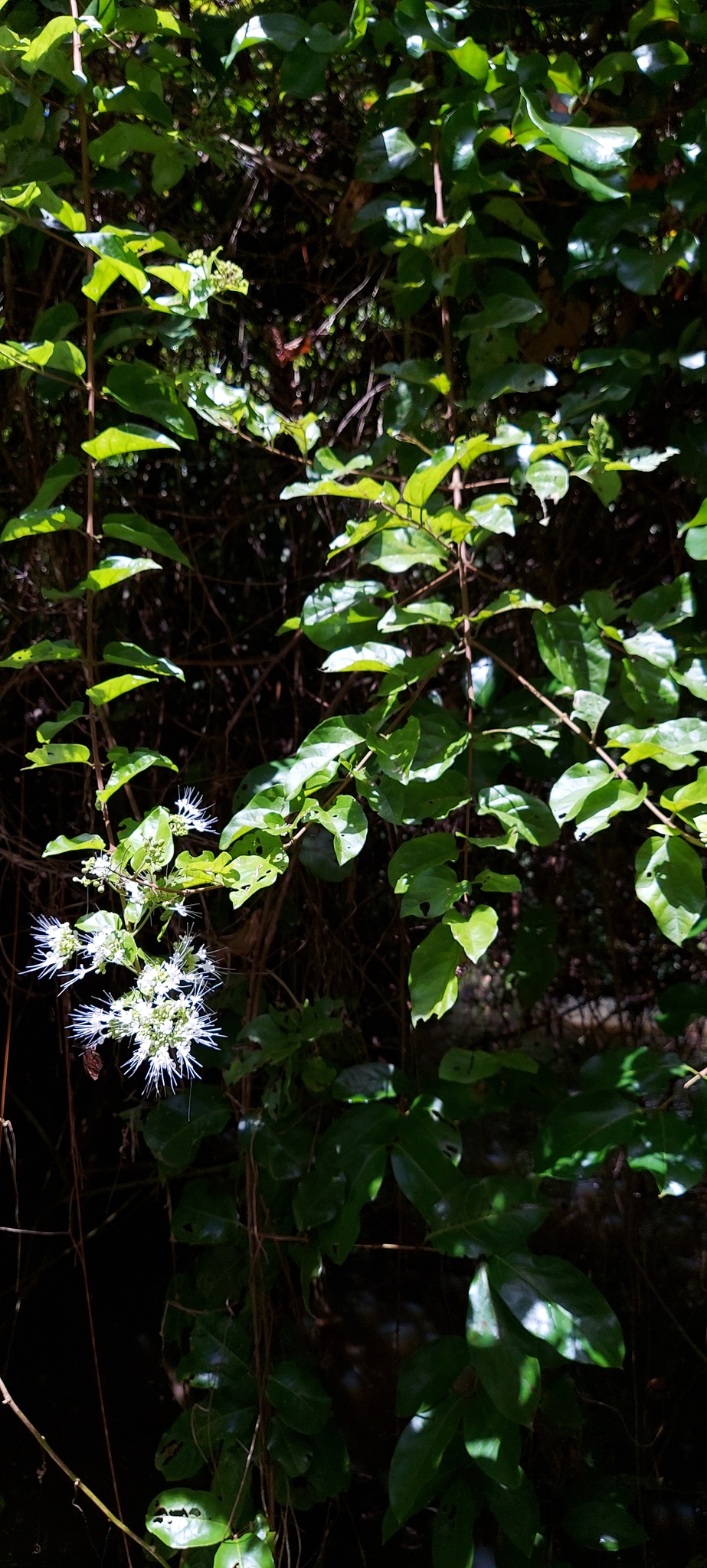 Glossocarya siamensis — ảnh 3