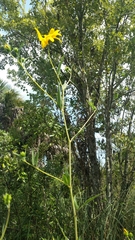Helianthus agrestis