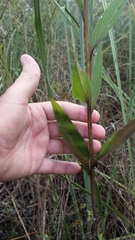 Helianthus agrestis