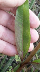 Helianthus agrestis