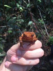 Rhinella castaneotica
