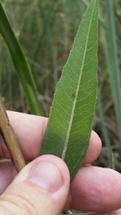 Helianthus agrestis
