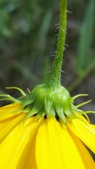 Helianthus agrestis