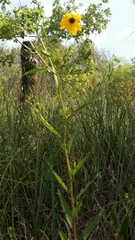 Helianthus agrestis
