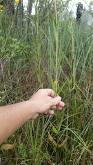 Helianthus agrestis