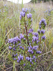 Gentianella quinquefolia
