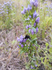 Gentianella quinquefolia