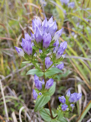 Gentianella quinquefolia