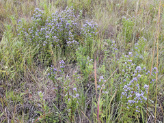 Gentianella quinquefolia