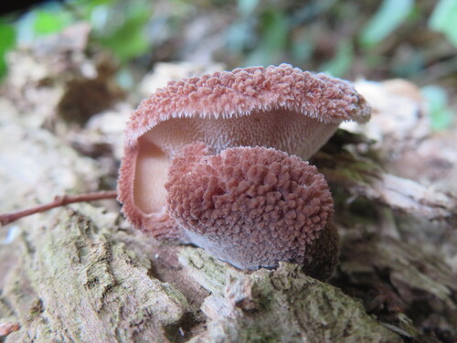 Echinochaete brachypora