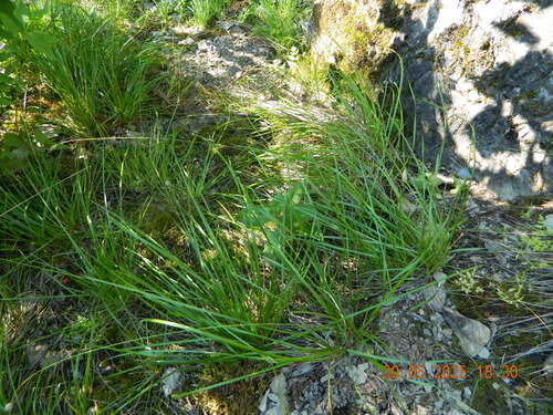 Sesleria heufleriana, photograph 5