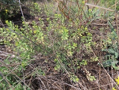 Farsetia (Farsetia)