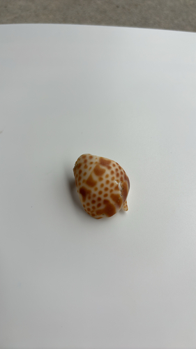 Babylonia japonica, 2025-06-08