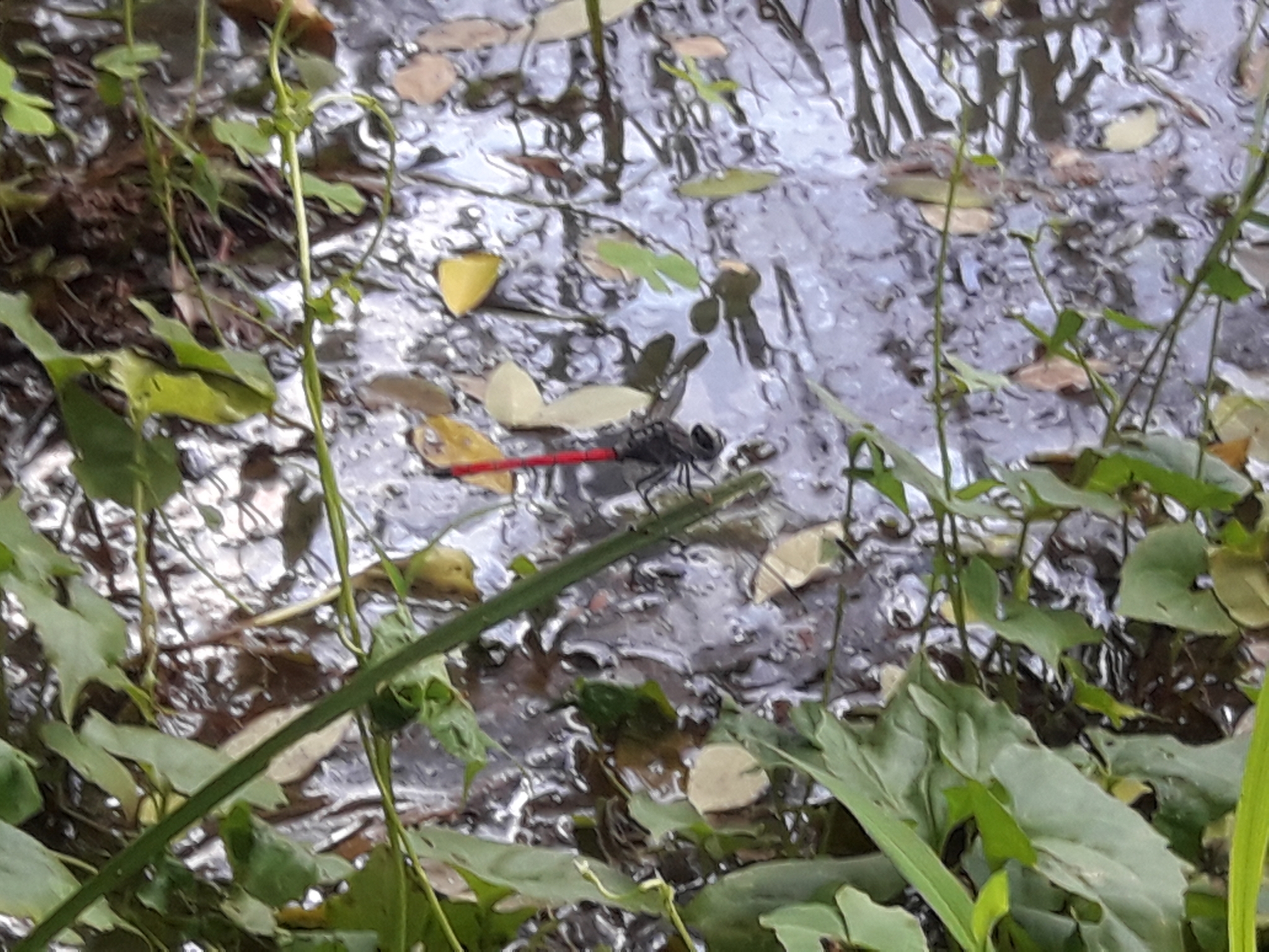 Asiatic Bloodtail