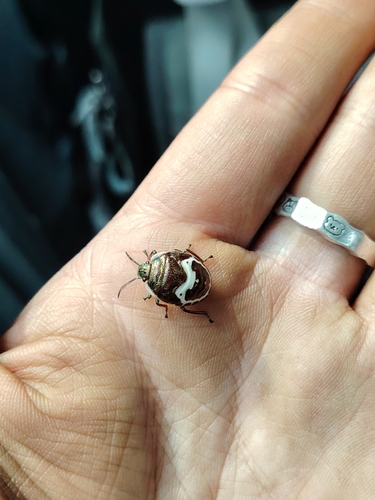 Clown Stink Bug