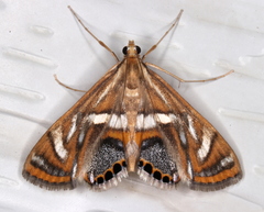 Margarosticha euprepialis