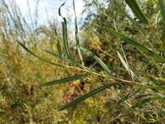 Salix melanopsis