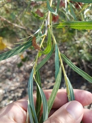 Salix melanopsis