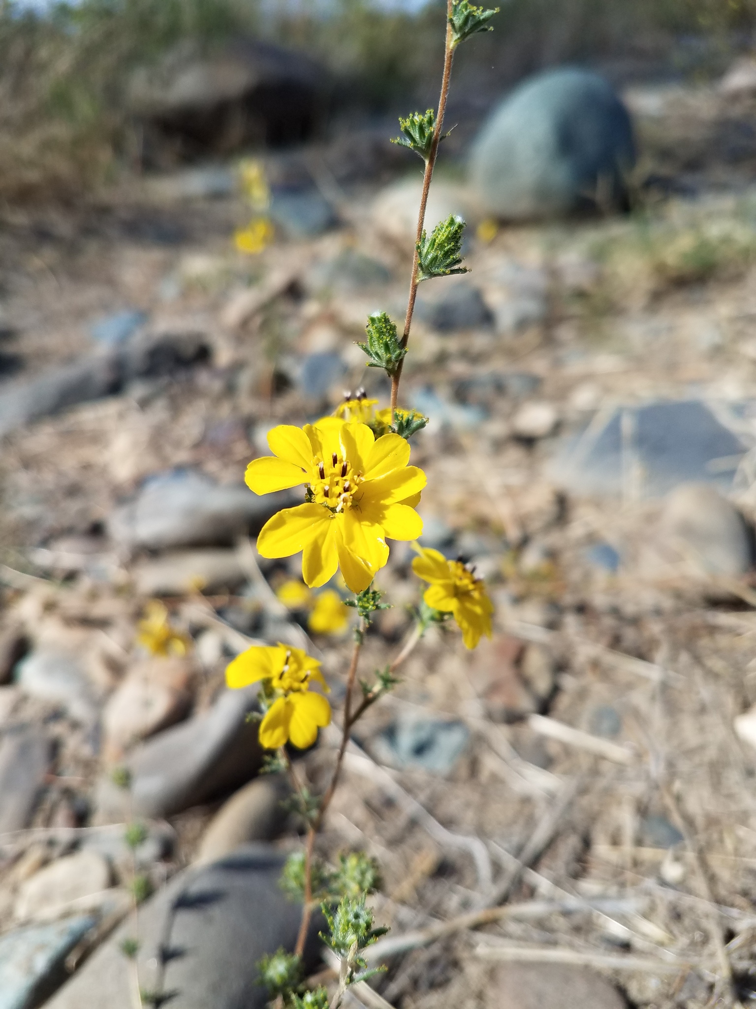 Calycadenia fremontii