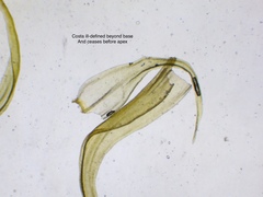 Racomitrium fasciculare