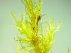 Racomitrium fasciculare
