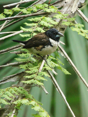 Spermestes fringilloides