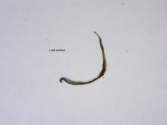 Racomitrium fasciculare